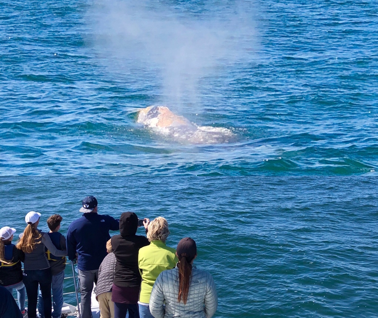 catamaran whale watching san diego