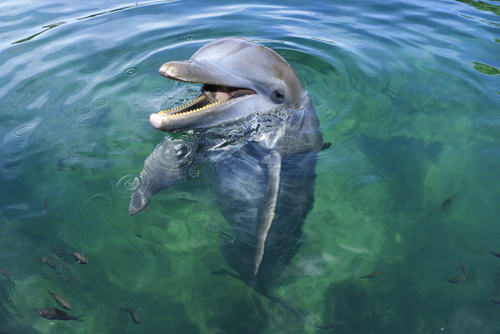 dolphin watching san diego