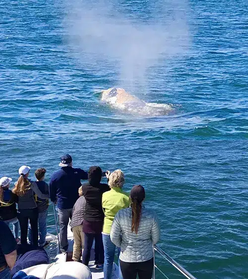 whale-watching-image-for-website